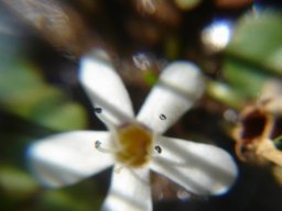 Limosella vesiculosa flower